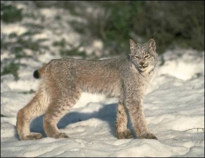 Lynx Canadien