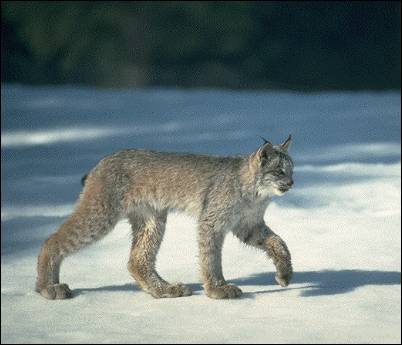 Lynx Canadien