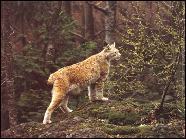 Lynx du Nord