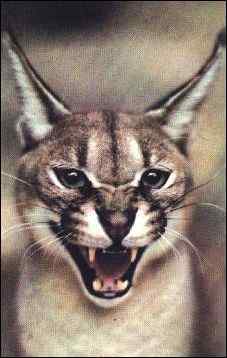 Lynx caracal
