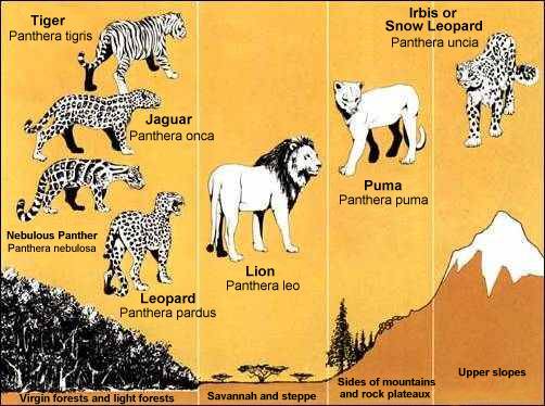 The Panthera kind