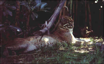 Asian Golden Cat