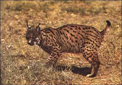 Lynx pard