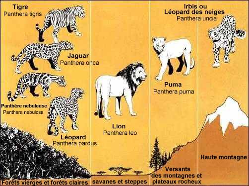 Représentants du genre Panthera