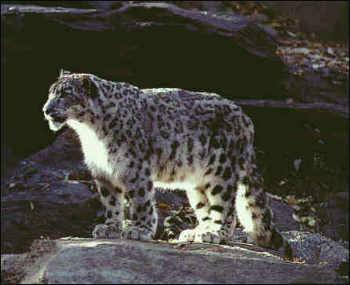 Snow Leopard