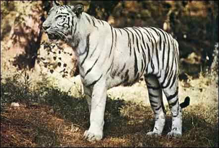 Tigre blanc indien