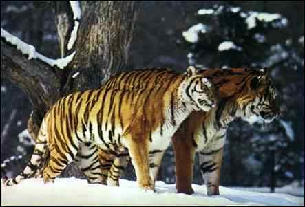 Siberian Tigers